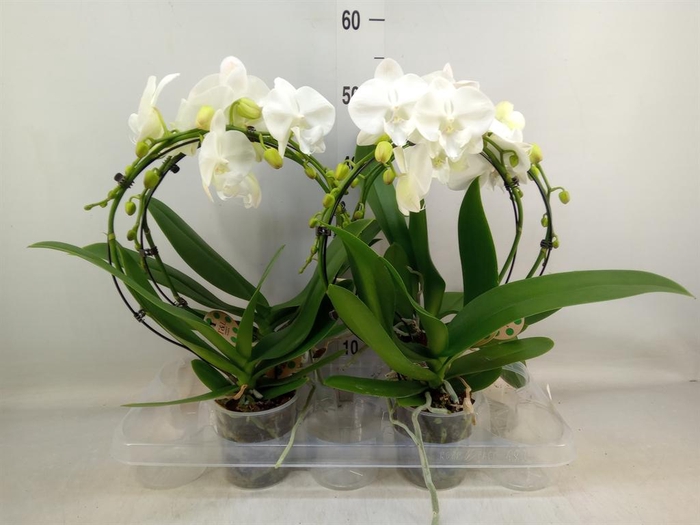 <h4>Phalaenopsis ...</h4>