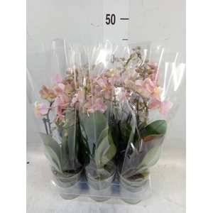 Phalaenopsis multi.   ...