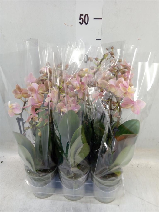 <h4>Phalaenopsis multi.   ...</h4>