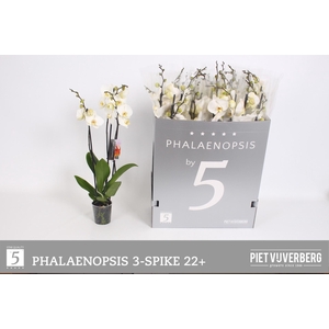 PHAL OV WIT