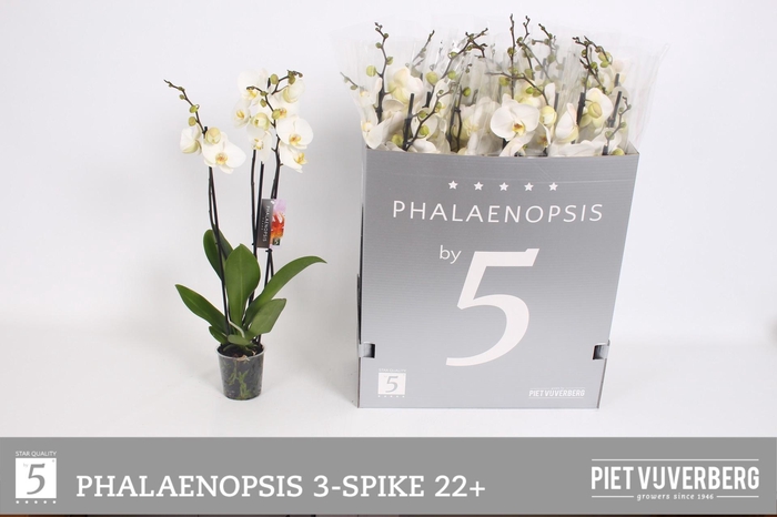 <h4>PHAL OV WIT</h4>