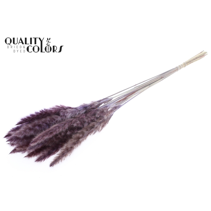 <h4>Fluffy Pampas 10pc/bunch Milka</h4>