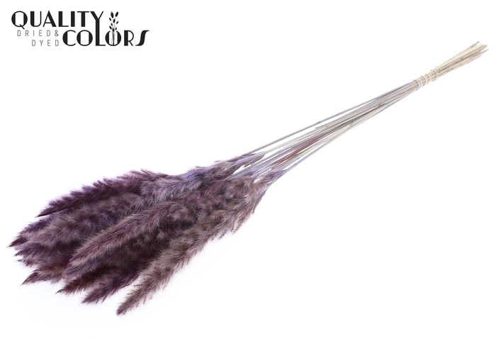 <h4>Fluffy Pampas 10pc/bunch Milka</h4>