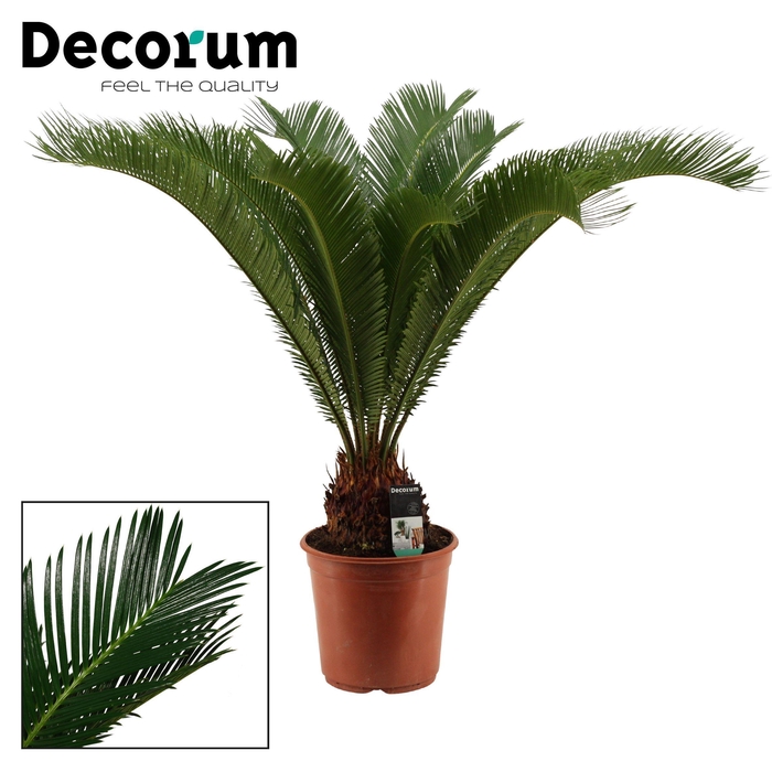 <h4>Cycas Revoluta 24 cm Decorum, 17+ veren</h4>