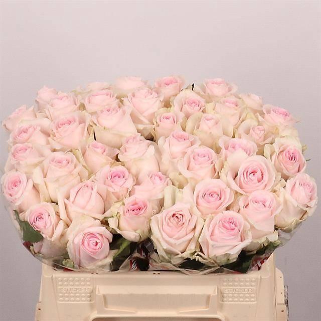 <h4>R GR REVIVAL SWEET</h4>