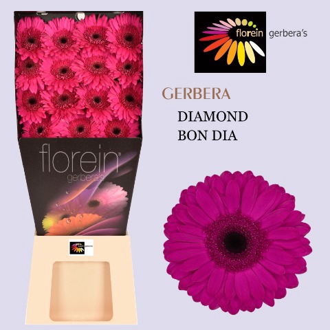 <h4>Gerbera Bon Dia Diamond</h4>