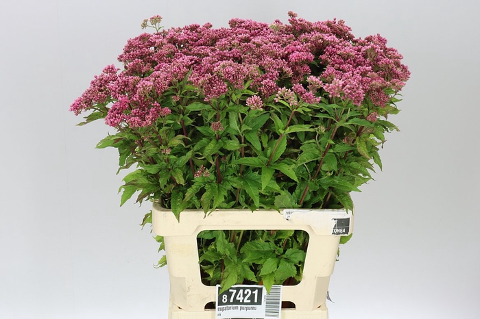 <h4>Eupatorium Purpureum</h4>