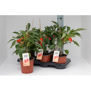 PAPRIKA PLANTEN