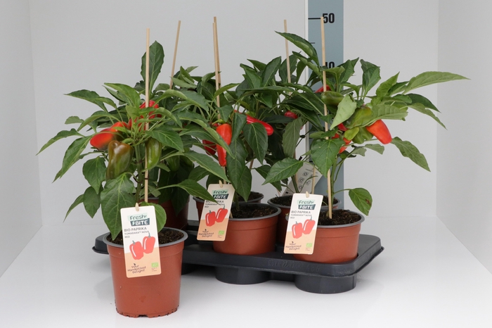 <h4>PAPRIKA PLANTEN</h4>