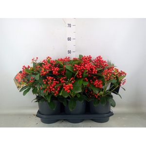 Skimmia jap. 'Beautiful'