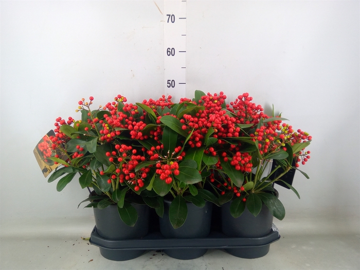 <h4>Skimmia jap. 'Beautiful'</h4>