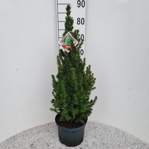 PICEA GL CONICA