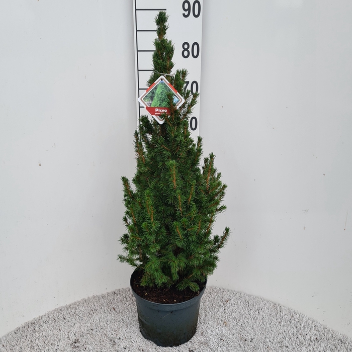 <h4>PICEA GL CONICA</h4>