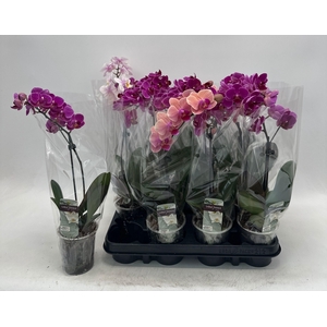 PHAL GEM