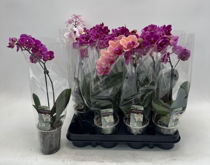 <h4>PHAL GEM</h4>