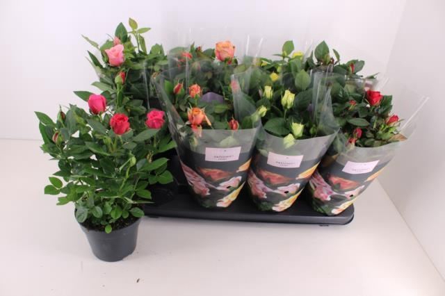 <h4>Rosa Patio-Hit gemengd 6 soorten</h4>