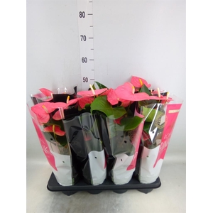 Anthurium andr. 'Colorado'