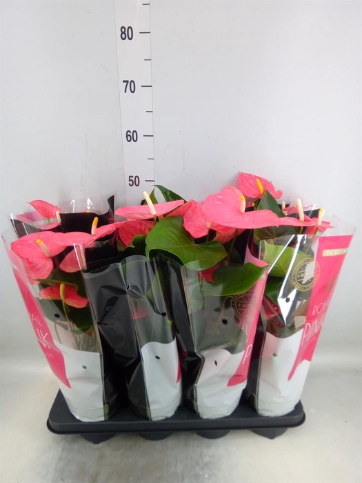 <h4>Anthurium andr. 'Colorado'</h4>