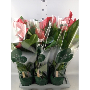 Anthurium andr. 'Melodia Ibis'