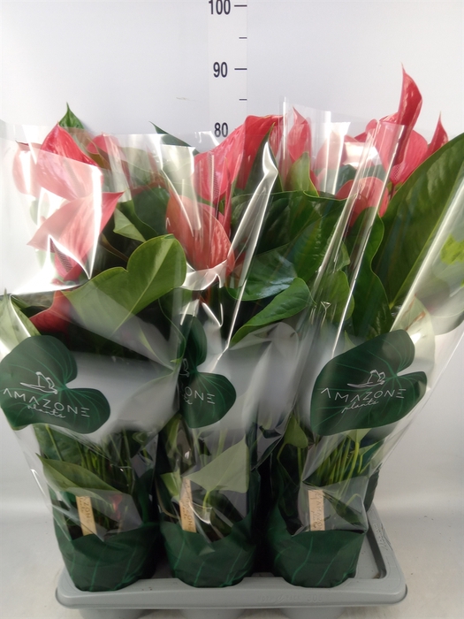 <h4>Anthurium andr. 'Melodia Ibis'</h4>