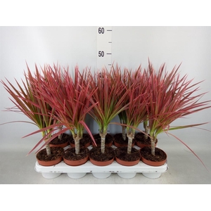 Dracaena marg. 'Colorama'