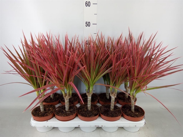 <h4>Dracaena marg. 'Colorama'</h4>