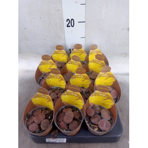 Lithops spp.
