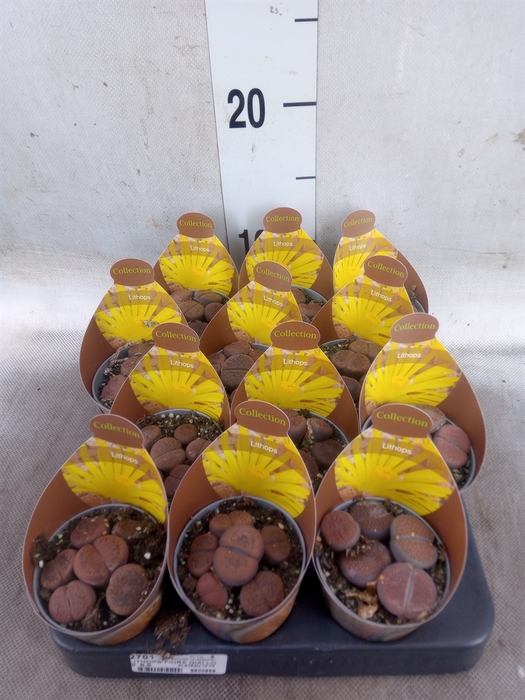 <h4>Lithops spp.</h4>