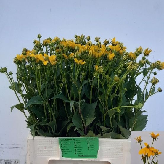 <h4>RUDBECKIA NITIDA</h4>