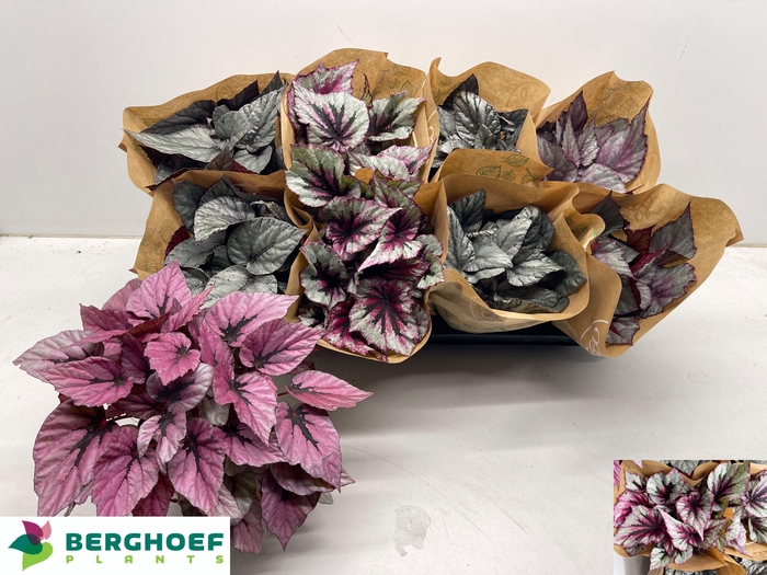 <h4>BEG BEL GEM</h4>