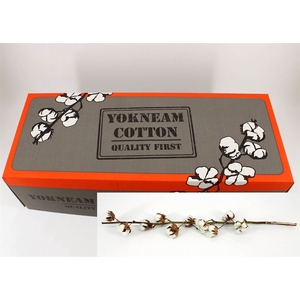 Gossypium (katoen) 10 Bal