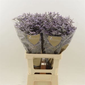 Limonium Safora Lilac