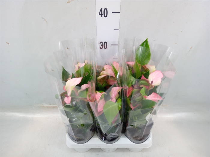 <h4>Anthurium  'Matata'</h4>