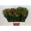 Leucadendron Ayoba African Sky