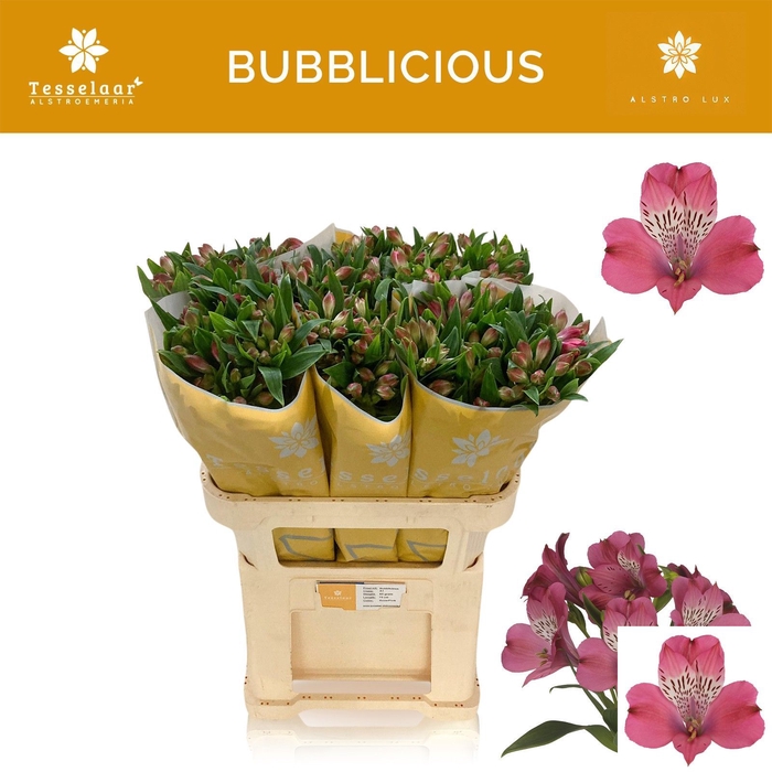 <h4>ALSTR BUBBLICIOUS</h4>