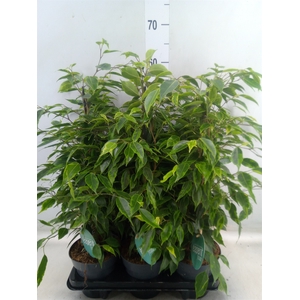 Ficus benja. 'Anastasia'