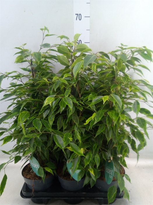 <h4>Ficus benja. 'Anastasia'</h4>