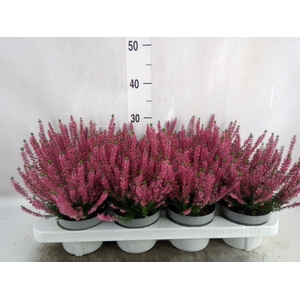 Calluna vulg. 'Beauty L Sharon'