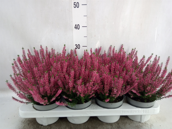 Calluna vulg. 'Beauty L Sharon'