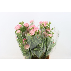 Ran Moderna Star Venus