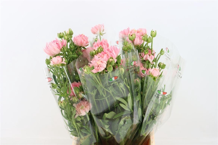 <h4>Ran Moderna Star Venus</h4>