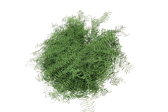 <h4>Koraalvaren V P X5</h4>