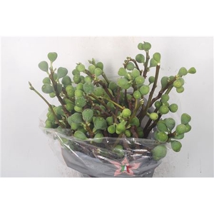 Figue Per Bunch 500 Gram