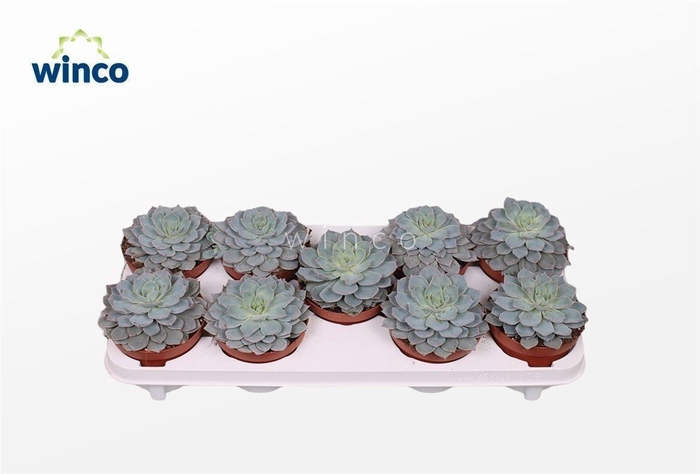 <h4>Echeveria Colorata</h4>