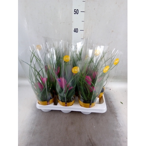 Tillandsia cyanea 'Josee'
