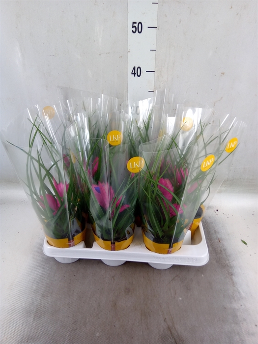 <h4>Tillandsia cyanea 'Josee'</h4>