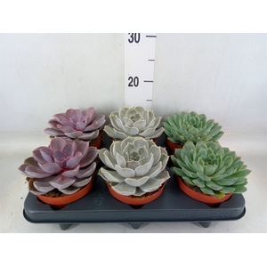 Echeveria   ...mix