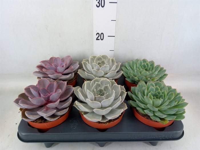 <h4>Echeveria   ...mix</h4>