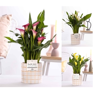 Zantedeschia mix in P&PURE Tirza ceramics