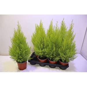 arr8 Cupr Ma Goldc Wilma